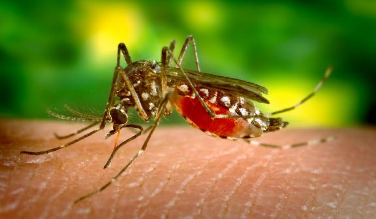 HIDDEN BUZZ: How this new, distinct coastal mosquito can potentially change malaria fight
