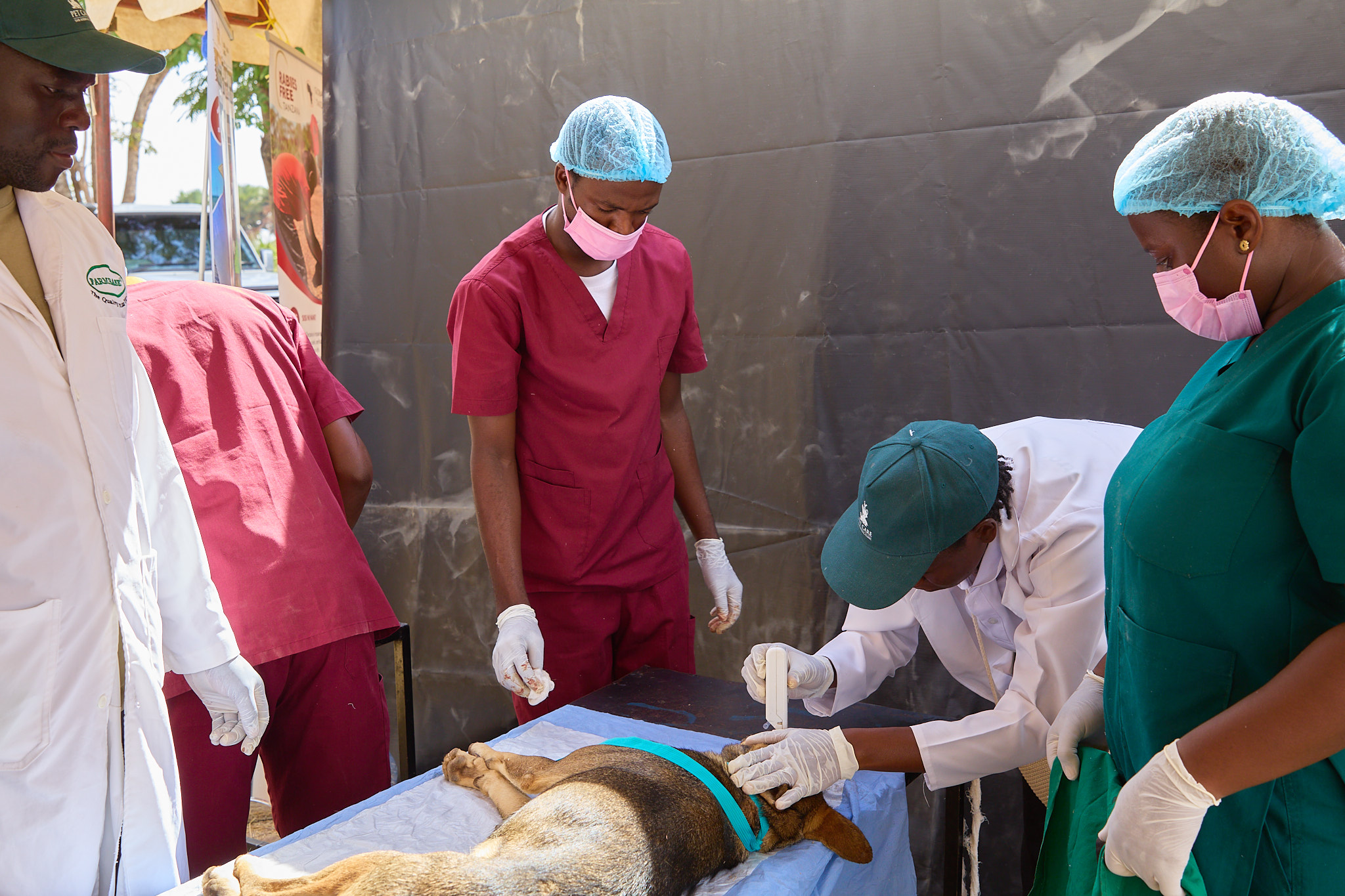 Using an Integrated One Health Approach to Eliminate Rabies
