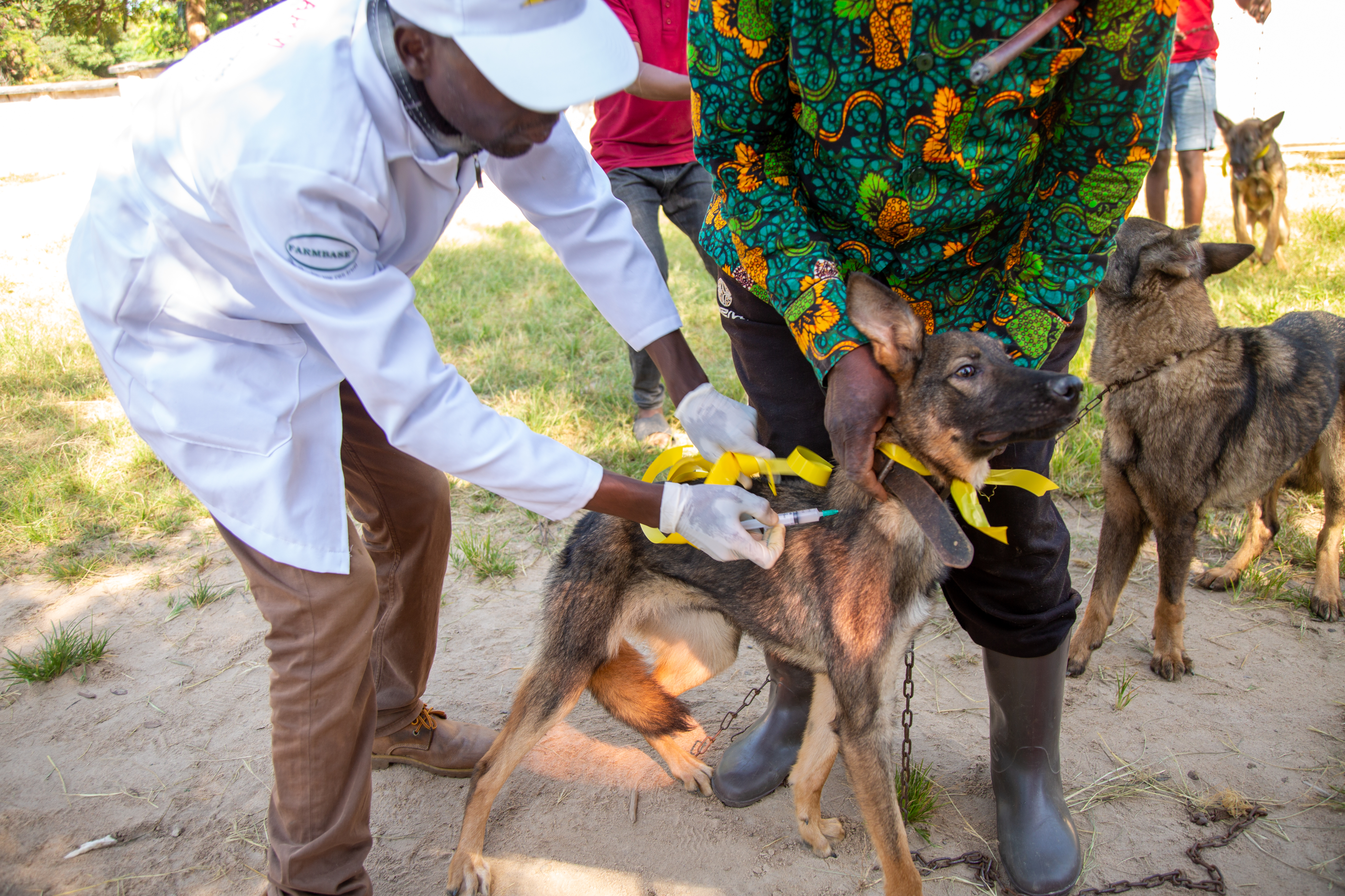 Scaling up One Health Systems Implementation Research for Rabies Elimination in Africa - "SOS-Rabies"