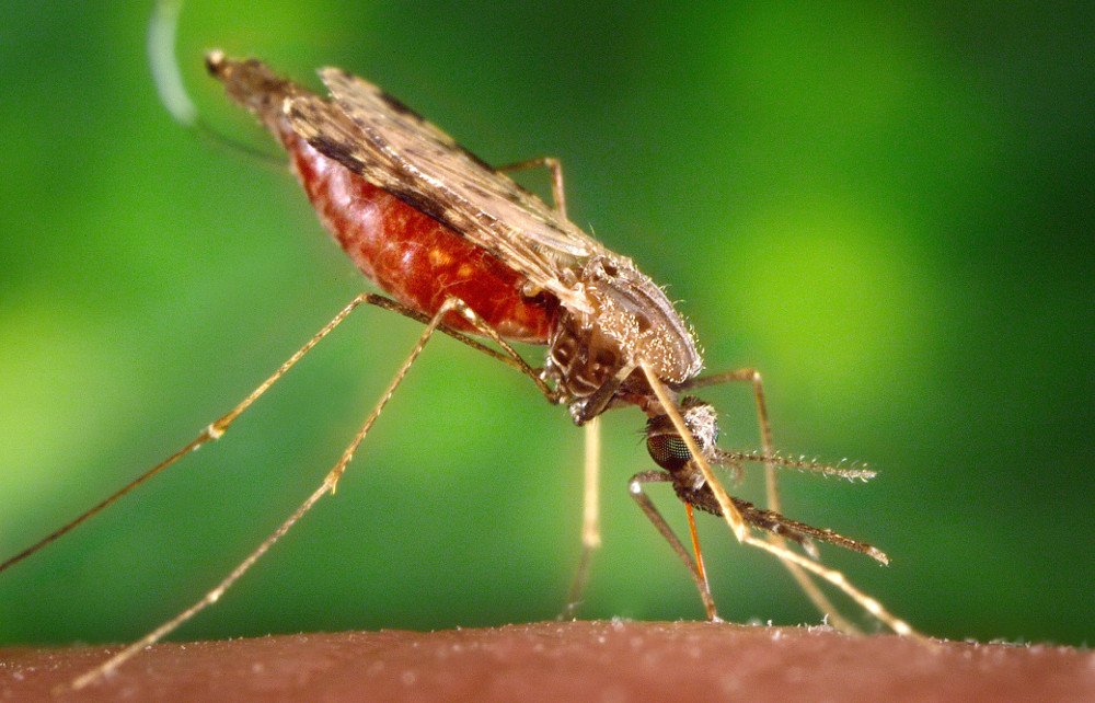 World Malaria Day 2020 marked amid COVID-19