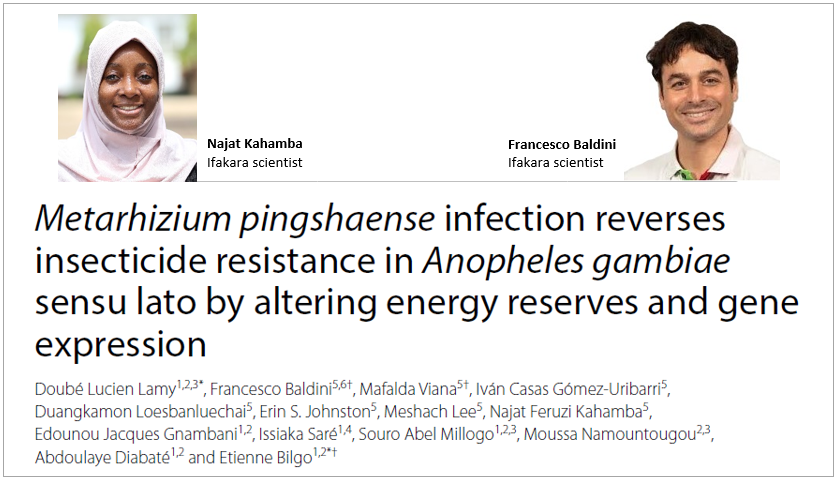 MALARIA CONTROL: Fungus helps defeat insecticide-resistant mosquitoes