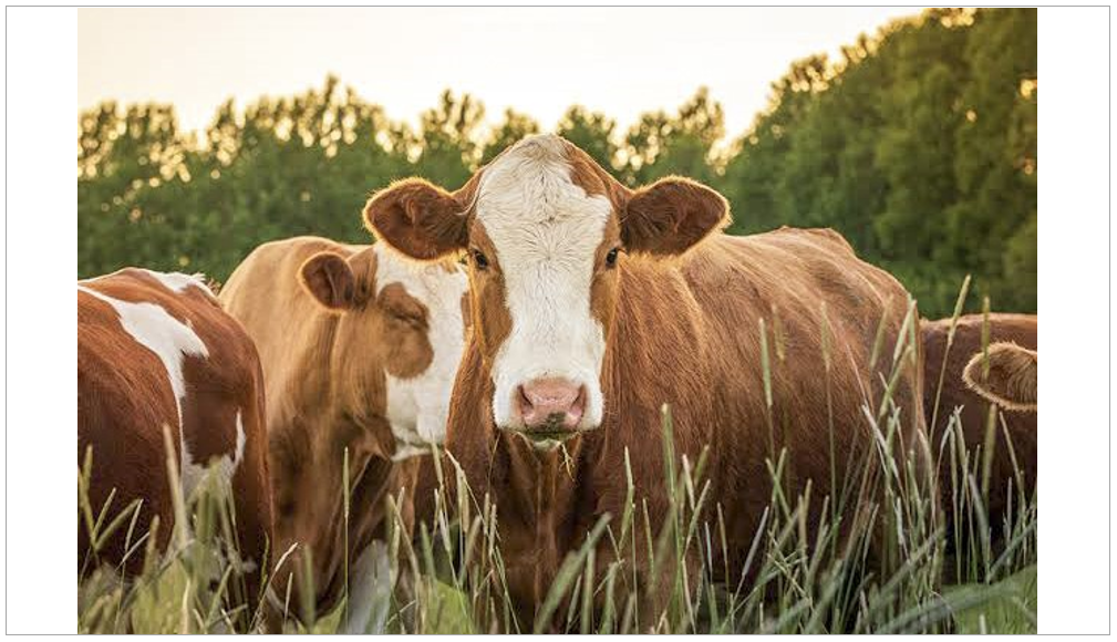 Exploring cattle urine odour to improve malaria mosquito surveillance and control - 'SCUOTS Project'